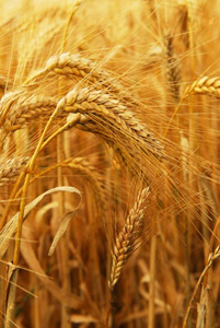 продовольственную пшеницу