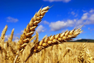 продажа зерновых культур